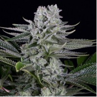 Dinafem Gorilla CBD feminised