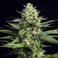 Dinafem OG Kush CBD feminised