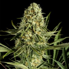 Dinafem Critical Cheese feminised