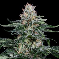Dinafem Orange Juice feminised