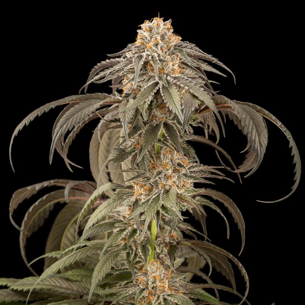 Насіння коноплі Dinafem Purple Afghan Kush feminised