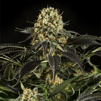 Dinafem White Siberian feminised