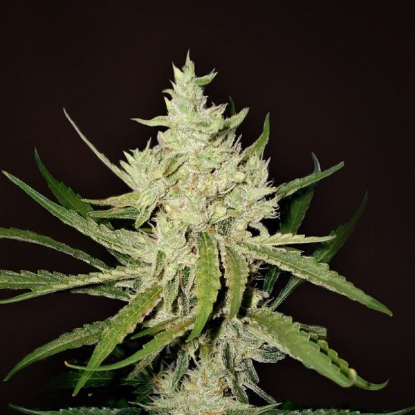 Семена конопли Errors-Seeds auto Amnesia Haze feminised импорт