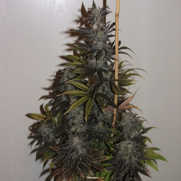 Семена конопли Errors-Seeds auto Blueberry feminised импорт