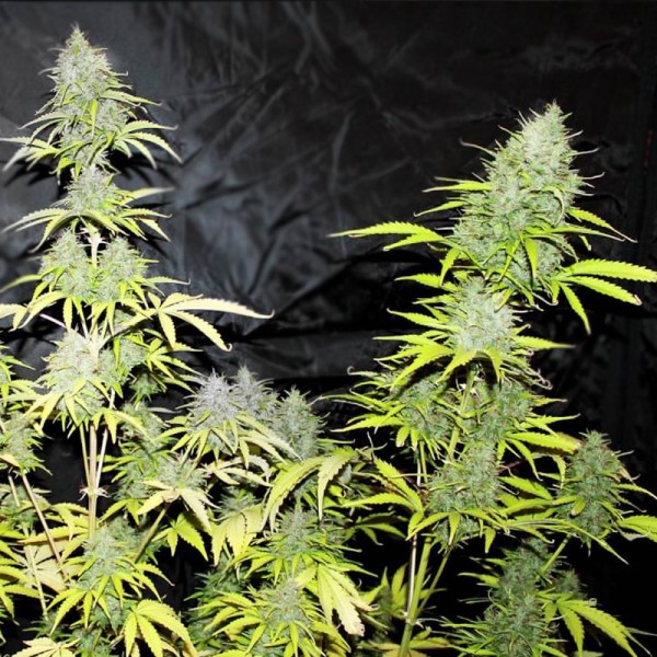 Семена конопли Errors-Seeds auto Cheese feminised импорт