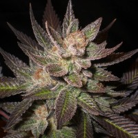 Errors-Seeds auto Lavender feminised Украина