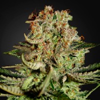 Errors-Seeds auto Super Bud feminised імпорт