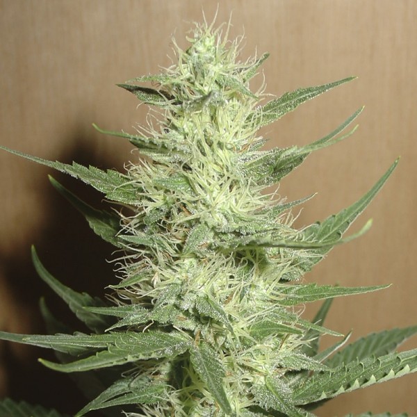 Семена конопли Errors-Seeds auto Big Bud feminised импорт