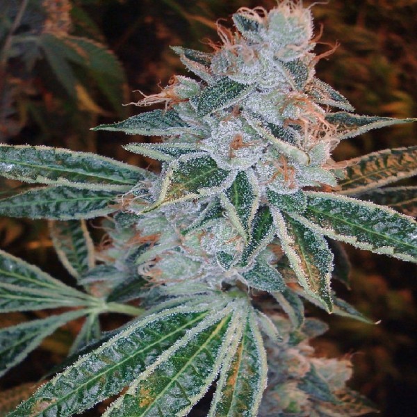 Семена конопли Errors-Seeds Lemon Skunk feminised импорт