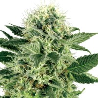 Errors-Seeds Northern Lights feminised імпорт