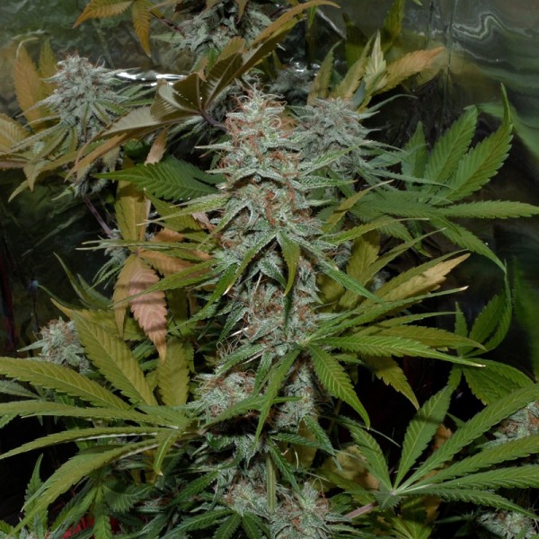 Семена конопли Errors-Seeds White Diesel Haze feminised Украина