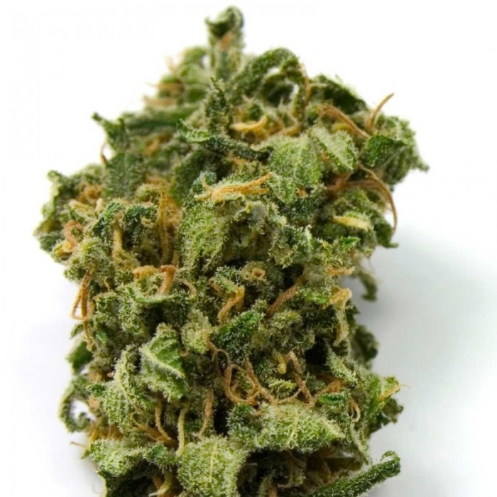 Покупка марихуаны форум выращивание конопля медицинская