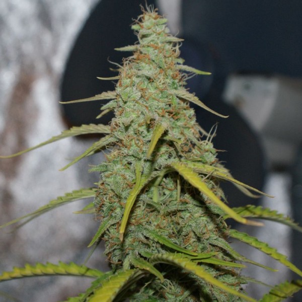 Насіння коноплі Errors-Seeds auto Acid feminised Україна