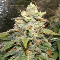 Errors-Seeds auto Big Bud feminised Україна