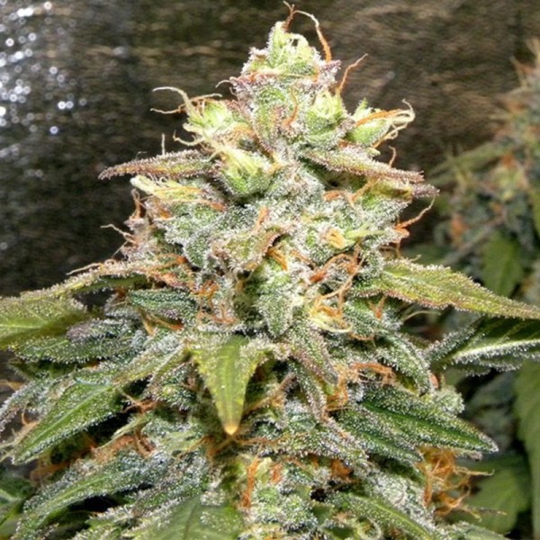 Семена конопли Errors-Seeds auto Big Bud feminised Украина