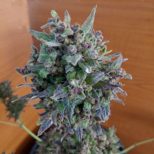 Насіння коноплі Errors-Seeds auto Black Cream feminised Україна