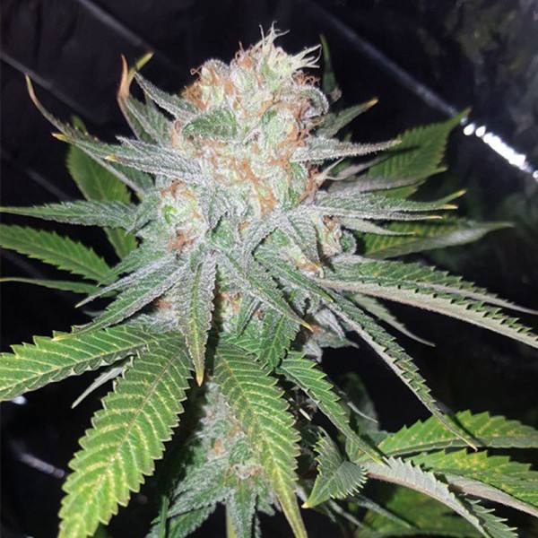 Семена конопли Errors-Seeds auto Blue Dream feminised Украина