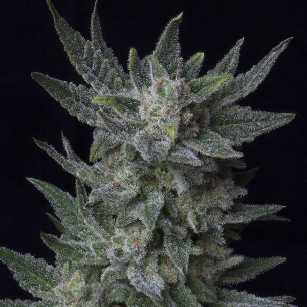 Семена конопли Errors-Seeds auto Bubble Gum feminised Украина