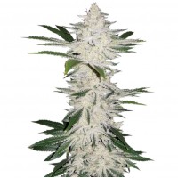 Errors-Seeds auto Chemdawg feminised Україна