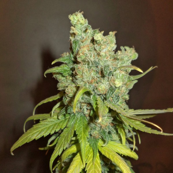 Насіння коноплі Errors-Seeds auto Chocolope feminised Україна