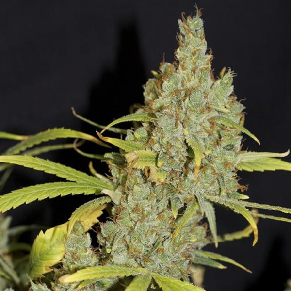 Насіння коноплі Errors-Seeds auto Delhi Cheese feminised Україна