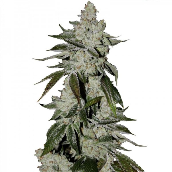 Семена конопли Errors-Seeds auto Fast Bud feminised Украина