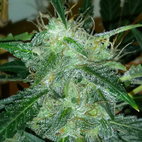 Насіння коноплі Errors-Seeds auto Grape Muerto feminised Україна