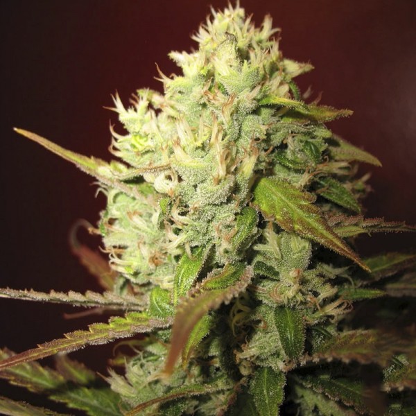 Насіння коноплі Errors-Seeds auto Lemon Skunk feminised Україна