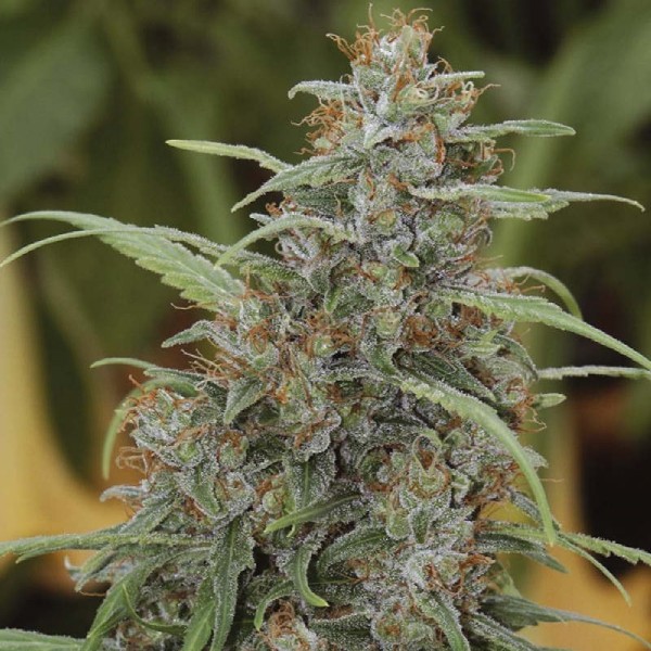 Семена конопли Errors-Seeds auto NYC Diesel feminised Украина