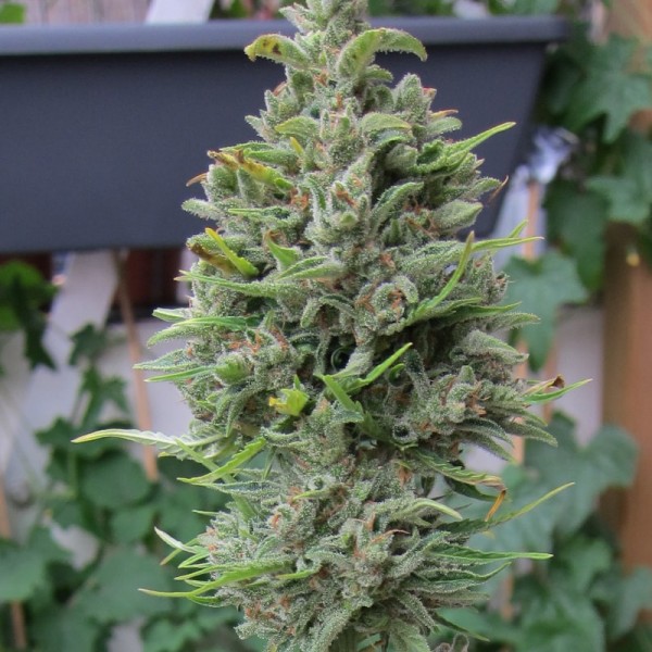 Семена конопли Errors-Seeds auto Northern Lights feminised Украина