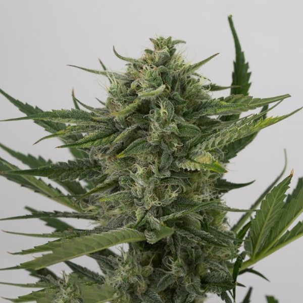 Семена конопли Errors-Seeds auto OG Kush feminised Украина