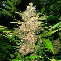 Errors-Seeds auto Red Poison feminised Україна