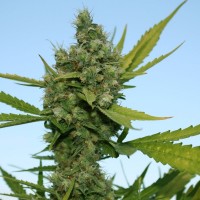 Errors-Seeds auto Sin Tra Bajo feminised Украина
