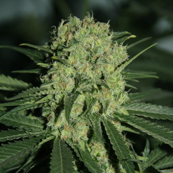 Насіння коноплі Errors-Seeds auto Super Critical feminised Україна