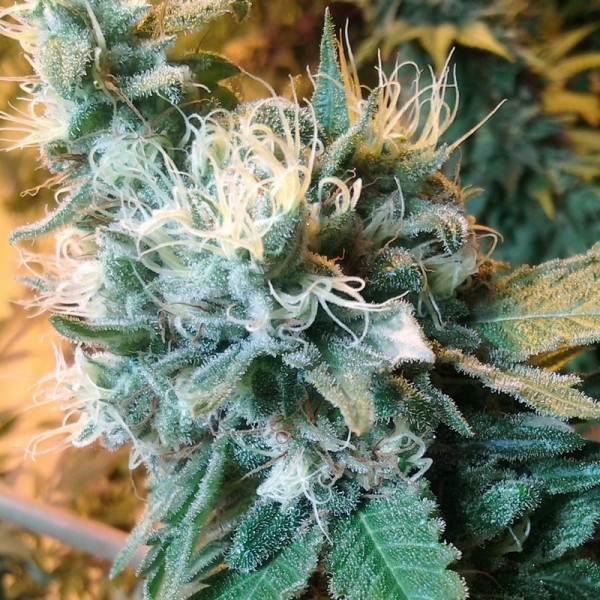 Семена конопли Errors-Seeds auto Super Lemon Haze feminised Украина