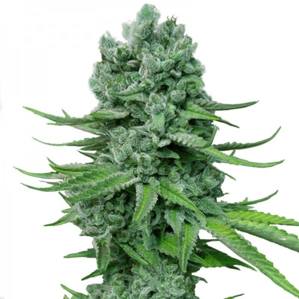 Семена конопли Errors-Seeds auto Super Skunk feminised Украина