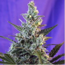 Errors-Seeds auto Sweet Cheese feminised Украина