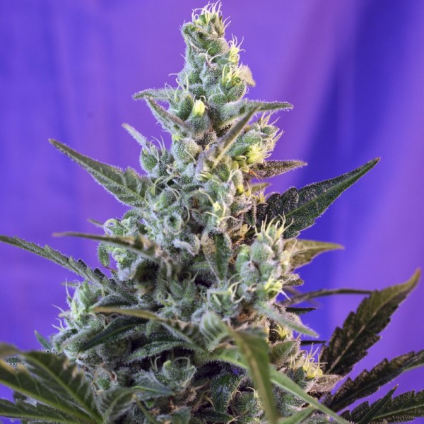 Насіння коноплі Errors-Seeds auto Sweet Cheese feminised Україна