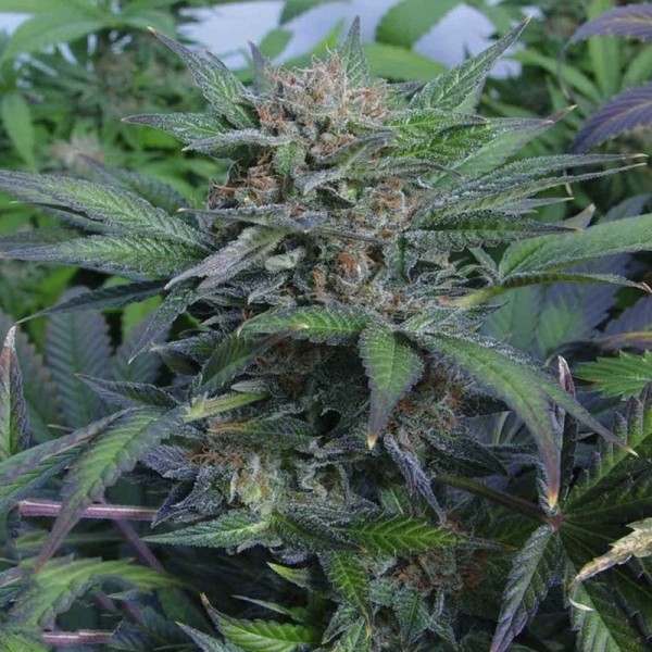 Семена конопли Errors-Seeds auto Sweet Mango feminised Украина