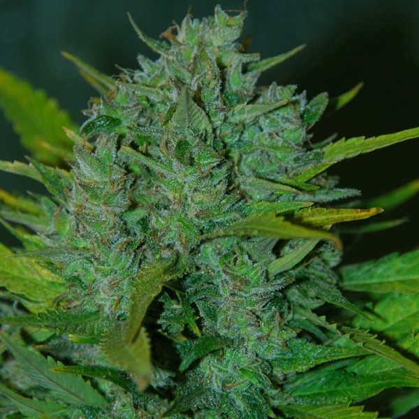 Семена конопли Errors-Seeds auto Ultraviolet feminised Украина