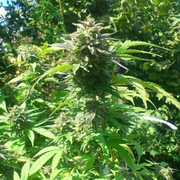 Насіння коноплі Errors-Seeds auto Whiteberry feminised Україна