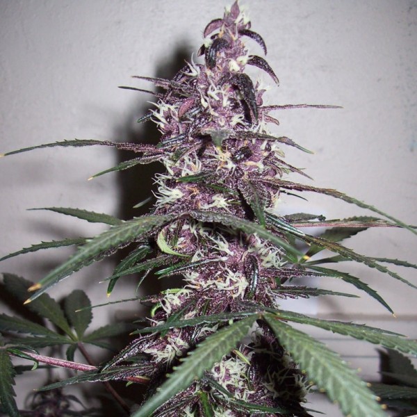 Семена конопли Errors-Seeds auto Bloody Skunk feminised Украина