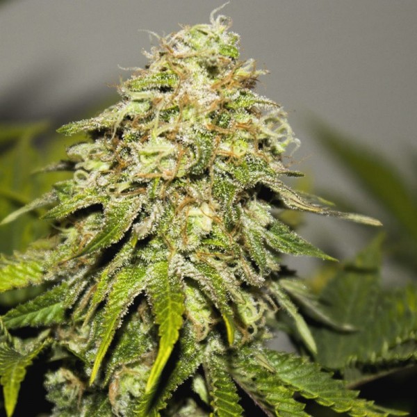 Семена конопли Errors-Seeds auto Critical feminised Украина