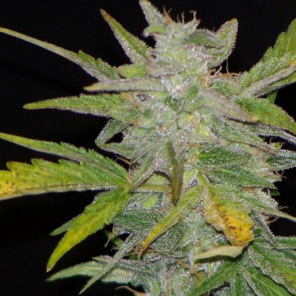 Семена конопли Errors-Seeds auto Diesel Ryder feminised Украина