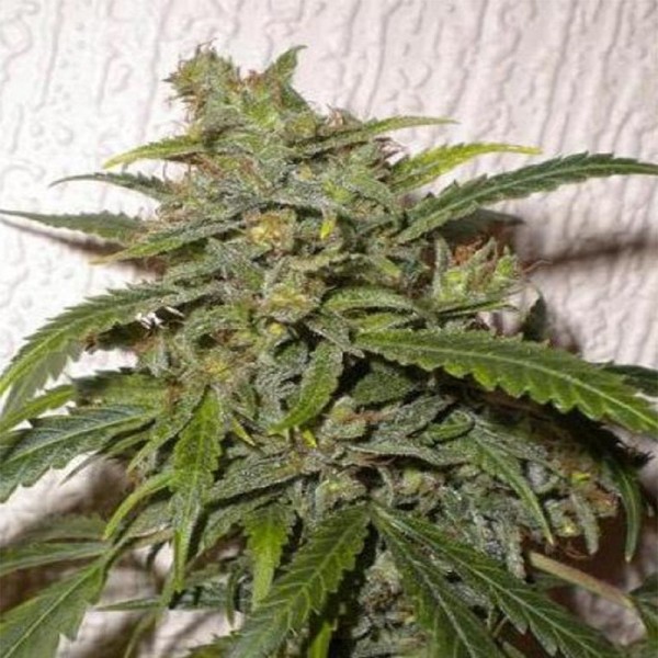 Семена конопли Errors-Seeds auto Santa Regular Украина