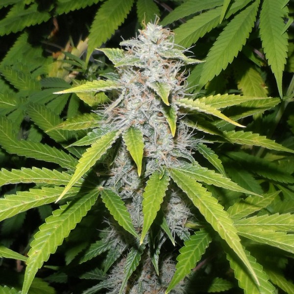 Семена конопли Errors-Seeds auto Afghani Regular Украина