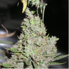 Errors-Seeds auto Big Bang Regular Україна