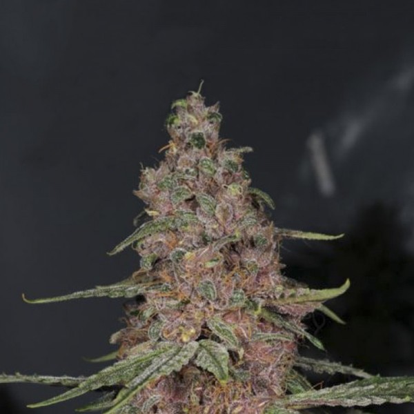 Насіння коноплі Errors-Seeds auto Blue Diesel Regular Україна