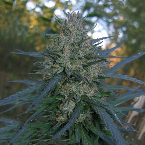 Семена конопли Errors-Seeds auto Blueberry Bliss Regular Украина