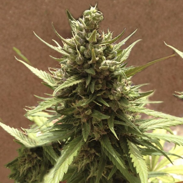 Семена конопли Errors-Seeds auto Blueberry Regular Украина